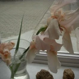 Garden 39 Vendégház Szeged - Egyéb