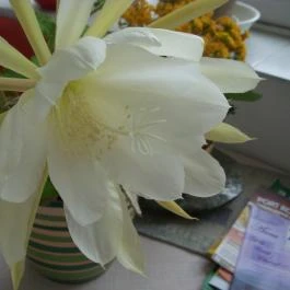 Garden 39 Vendégház Szeged - Egyéb