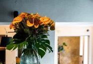 Tiszavirág Szeged Szeged