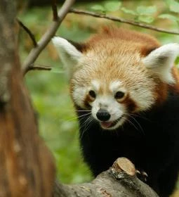 11. legjobb látnivaló: Szegedi Vadaspark