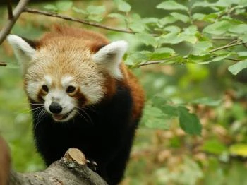 Szegedi Vadaspark Szeged