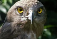 Szegedi Vadaspark Szeged