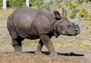 Szegedi Vadaspark Szeged