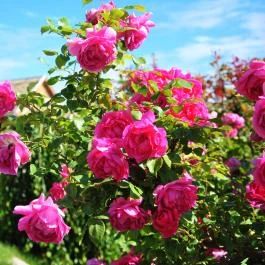 Takler Kúria Szekszárd - Medence/kert