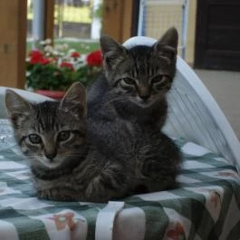 Handó Porta Szenna - Egyéb