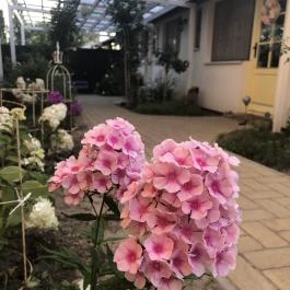 Karolina Vendégház Szentes - Medence/kert