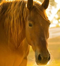 8. legjobb látnivaló: Lipicai Ménesudvar