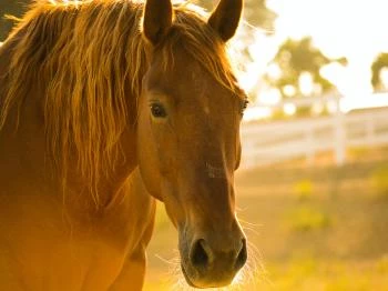 Lipicai Ménesudvar Szilvásvárad