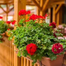 Lipicai Hotel Szilvásvárad - Egyéb