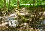 Szokolya - Királyrét tanösvény 