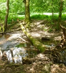 Királyrét tanösvény 