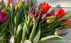 Tulipánszüret TulipGarden Balaton