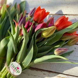 Tulipánszüret TulipGarden Balaton Szőlősgyörök - Egyéb