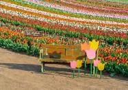 Szőlősgyörök - Tulipánszüret TulipGarden Balaton