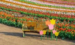 Tulipánszüret TulipGarden Balaton