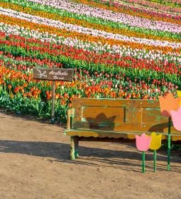 Tulipánszüret TulipGarden Balaton