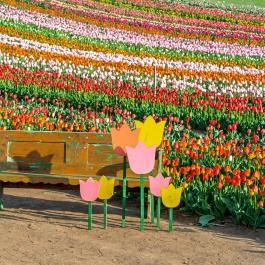 Tulipánszüret TulipGarden Balaton Szőlősgyörök - Egyéb