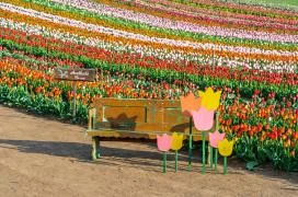 Tulipánszüret TulipGarden Balaton Szőlősgyörök