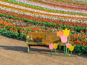 Tulipánszüret TulipGarden Balaton Szőlősgyörök