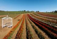 Tulipánszüret TulipGarden Balaton Szőlősgyörök