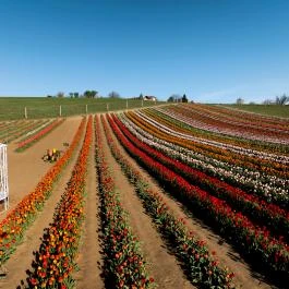 Tulipánszüret TulipGarden Balaton Szőlősgyörök - Egyéb