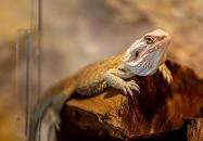 Gekko Pub Szombathely