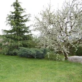 Judit Panzió Tapolca-Gyulakeszi - Medence/kert