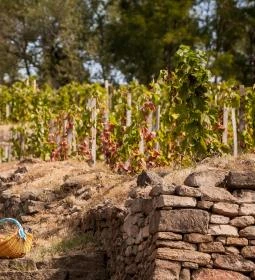 Andrássy Rezidencia Wine & Spa