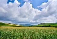 Tarcal - Tokaji-hegy