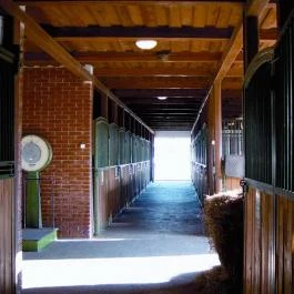 Sarlóspuszta Club Hotel Tatárszentgyörgy - Egyéb