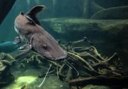 Tihany - Garda Akvárium