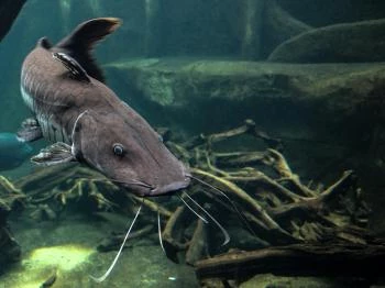 Garda Akvárium Tihany