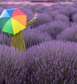 Tihanyi Levendula Hetek