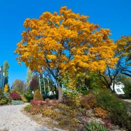 Echo Residence All Suite Hotel Tihany - Medence/kert