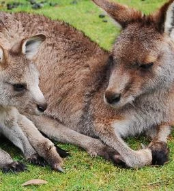 7. legjobb látnivaló: Kenguru Park