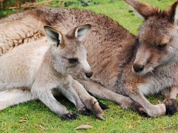 Kenguru Park Tiszaderzs