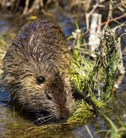 8. legjobb látnivaló: HÓD vízitúra