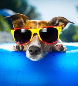 5. legjobb látnivaló: Mancsos pancsoló kutyastrand