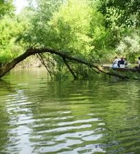 Süllőfészek Apartman 