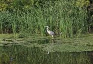 Tiszafüred - Tiszafüredi madárrezervátum