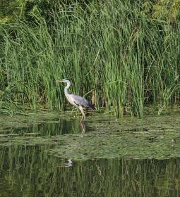 7. legjobb látnivaló: Tiszafüredi madárrezervátum