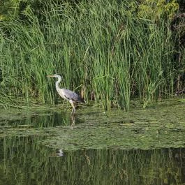 Tiszafüredi madárrezervátum Tiszafüred - Egyéb