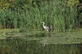 Tiszafüredi madárrezervátum Tiszafüred