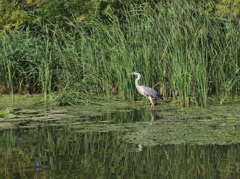 Tiszafüredi madárrezervátum Tiszafüred