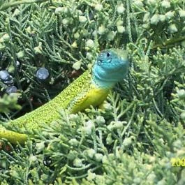 AAZ Pax Házak Tiszakécske - Egyéb