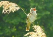 Tiszakécske - Nádirigó tanösvény