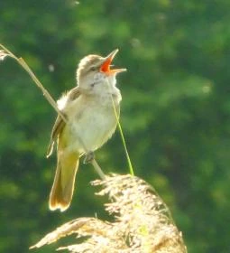 Nádirigó tanösvény