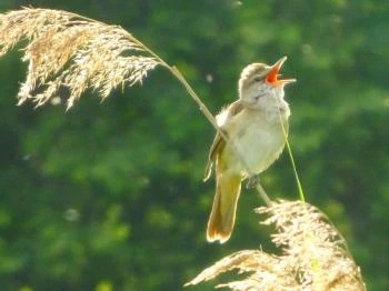 Nádirigó tanösvény Tiszakécske