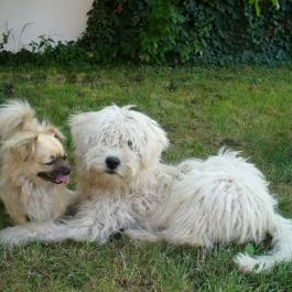 Csillik Vendégház Tiszanána - Egyéb