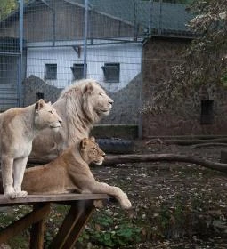 Sóstó Zoo - Nyíregyházi Állatpark